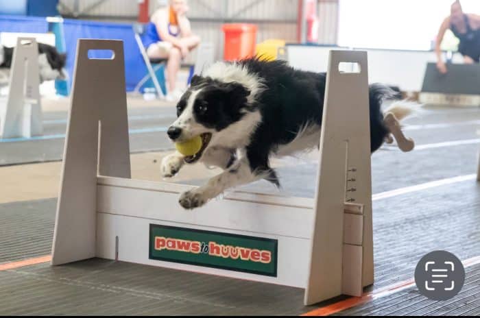 Nutritional supplement support for sports dogs