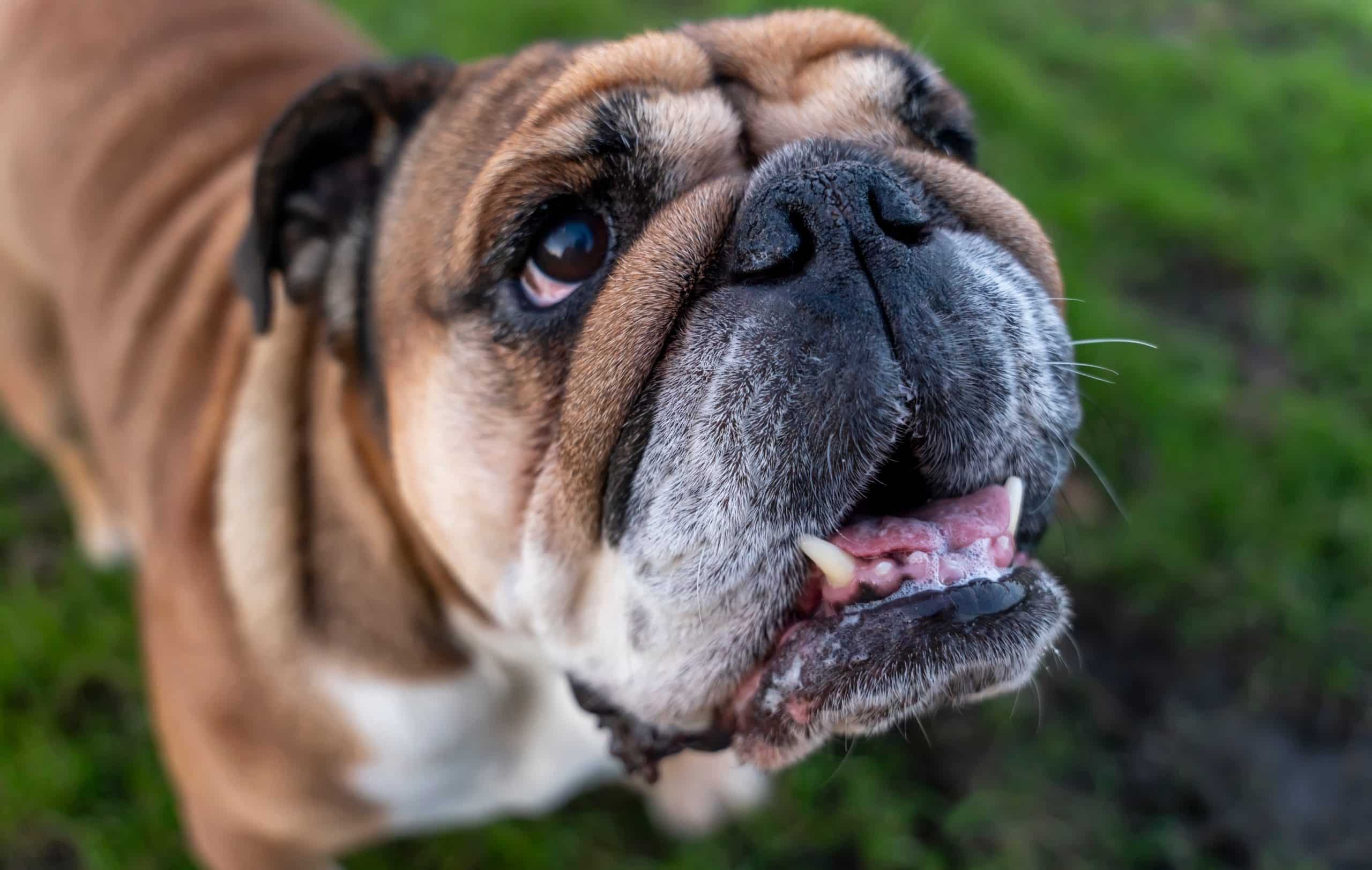 Bladder Stones in Dogs: A Guide to Dietary Support