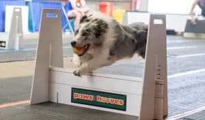 Dog supplements support for sport dogs' energy