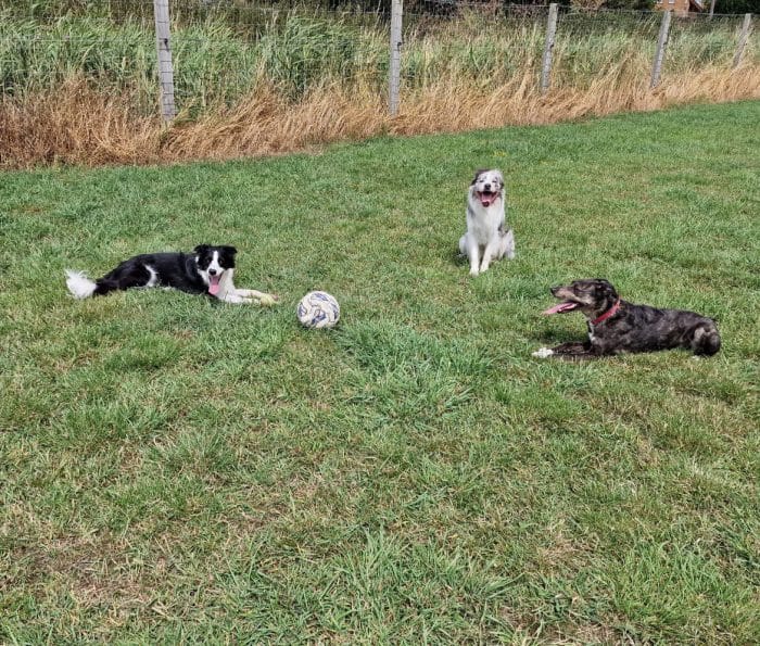canine nutritional supplments aids dogs' energy