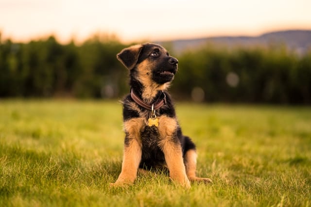 Do You Know What Socialisation Should Look Like With Your Puppy?