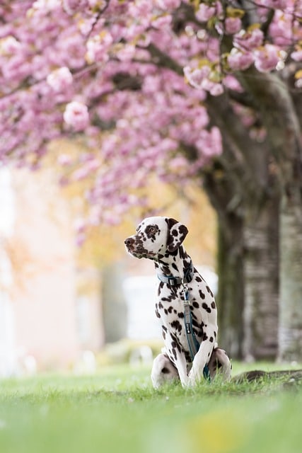 dogs that are prone to bladder stones