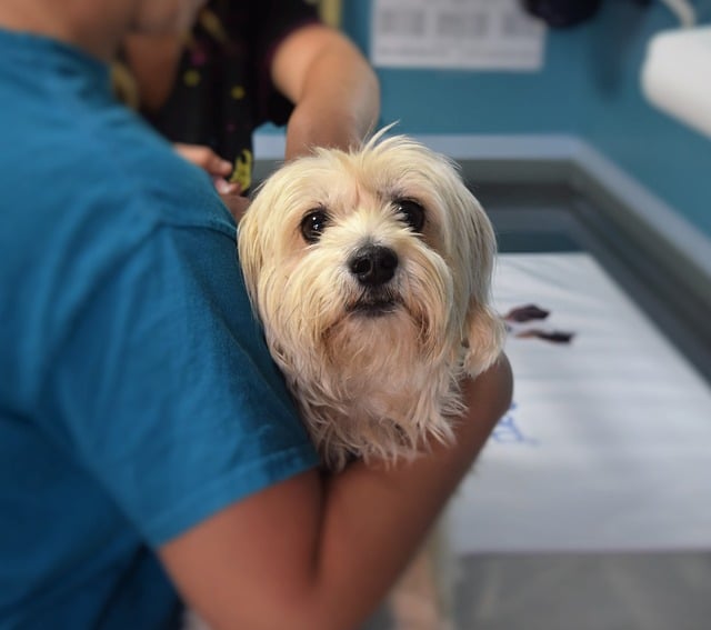 There are various tests that help your vet to determine the cause of your dog’s vomiting.