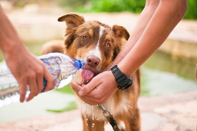 Hydration in dogs