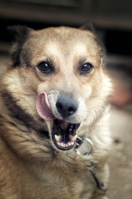 Licking their lips repeatedly can signal dogs are feeling nauseous.
