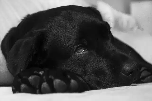 Dog Vomit: Common Causes and How to Help