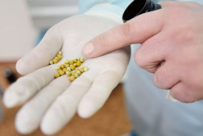 bladder stones in dogs
