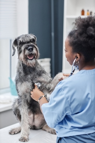 check up for dogs with bladder stones