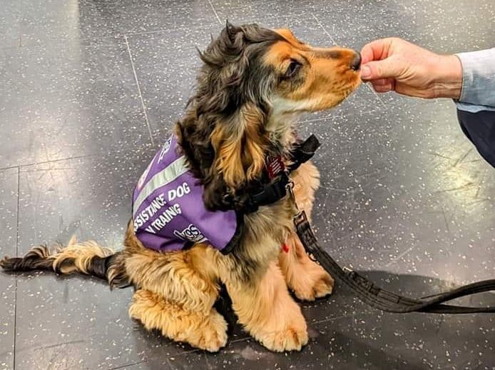 Logan the Life-Changing Assistance Dog