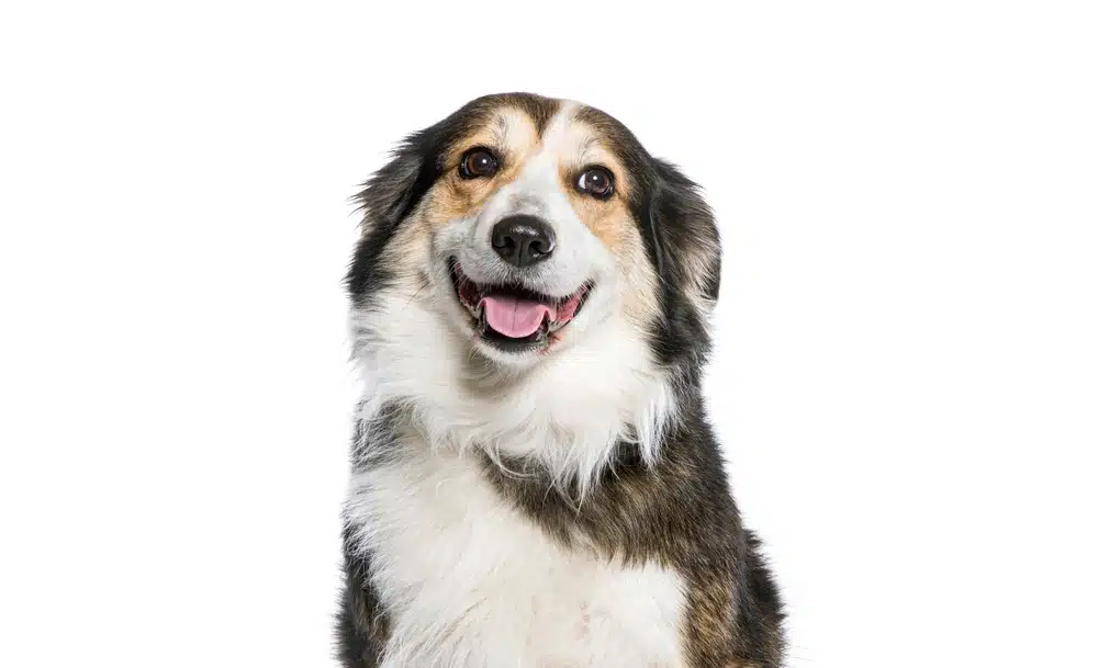 dog diarrhoea
