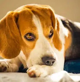 Dog Elimination Diets: Helping Dogs Overcome Adverse Food Reactions