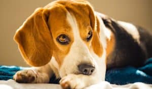 Dog Elimination Diets: Helping Dogs Overcome Adverse Food Reactions