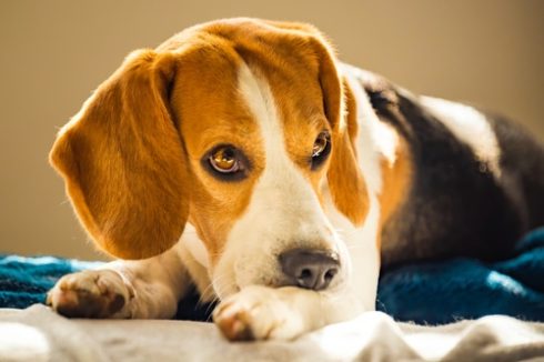 dog elimination diet