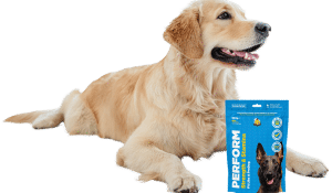 How to increase dogs stamina, strength and performance?