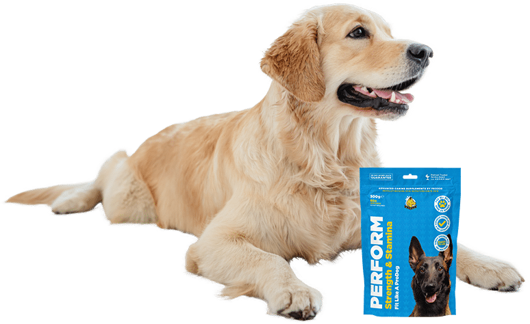 How to increase dogs stamina, strength and performance?