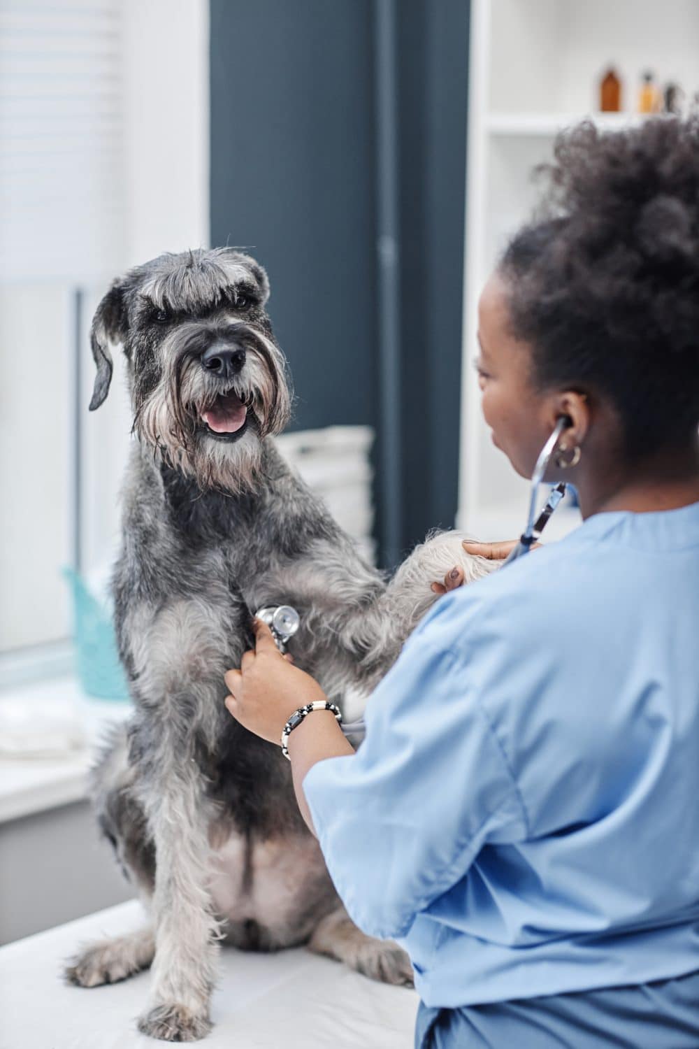 diagnosis of autoimmune disease in dogs