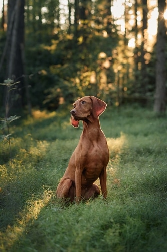 healthy happy dog