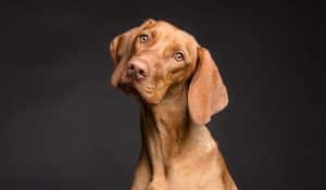 Worms in Dogs: Signs, Treatment and Prevention