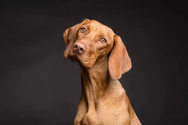 Worms in Dogs: Signs, Treatment and Prevention