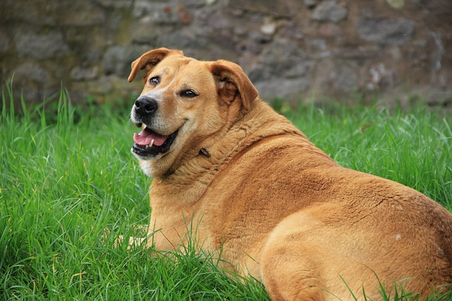 obesity in dogs