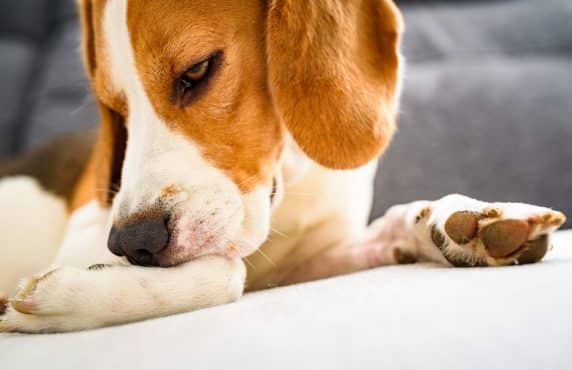 Allergies in Dogs: Causes, Symptoms, and Solutions from a Canine Nutritionist