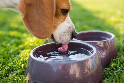 dog drinking water