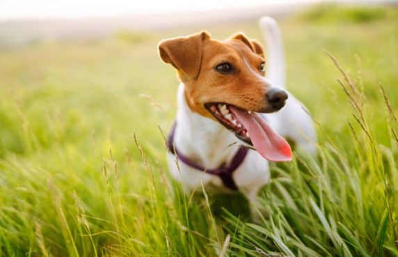 The Basics of Dog Immunity and Nutritional Support