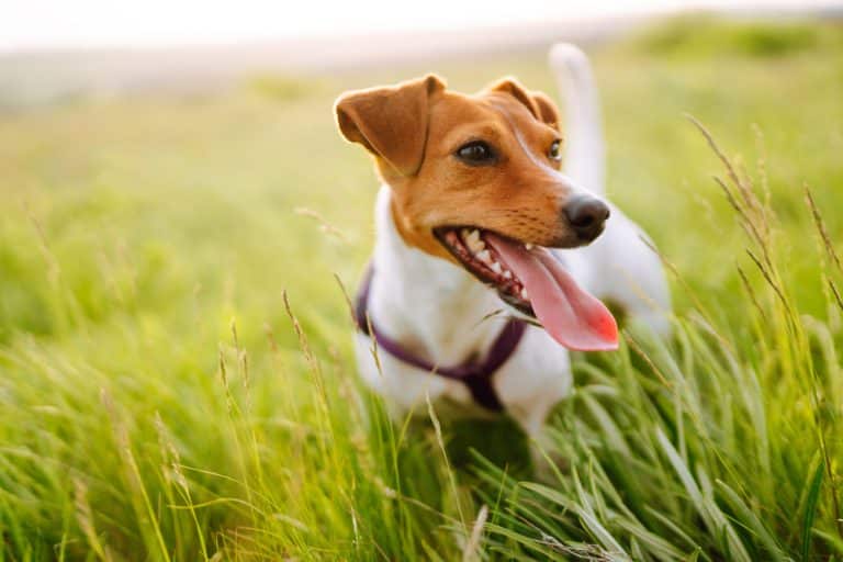 the basics of dog immunity