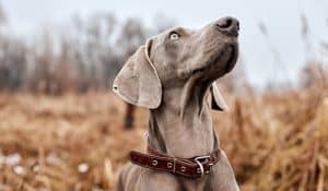 Pancreatitis in Dogs: Insights and Nutrition Tips from Experts