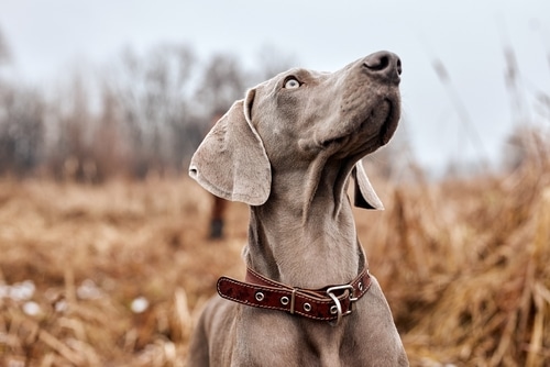 pancreatitis in dogs