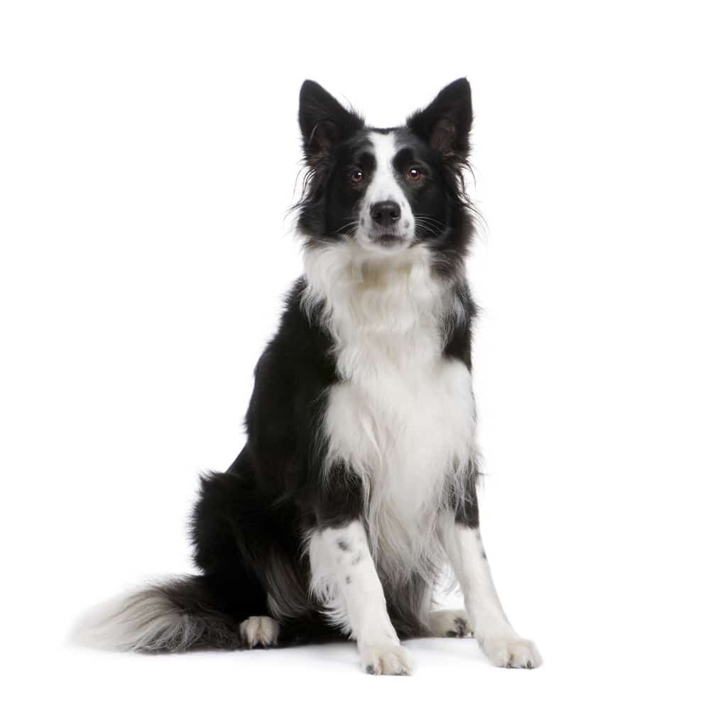 dog immunity