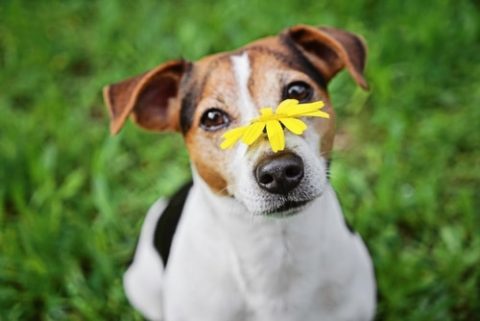 dog with allergies