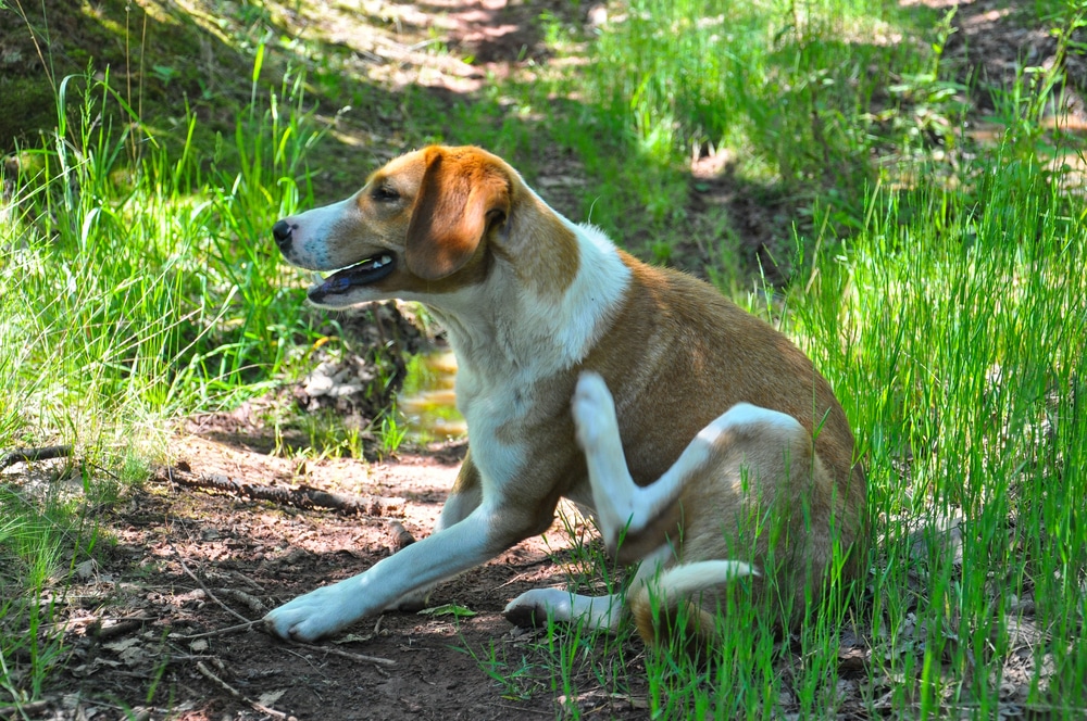 dog itching
