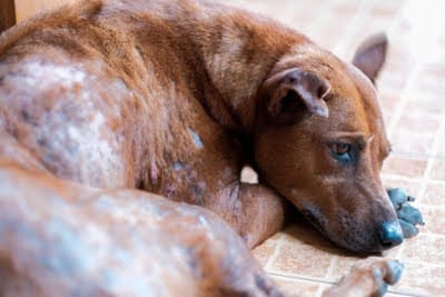 detoxing dogs