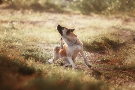 Constant itching and scratching can be a clue that dogs are allergic to something in their environment.