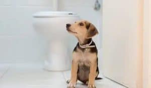 Dog Poo: Unveiling the Clues into Canine Health
