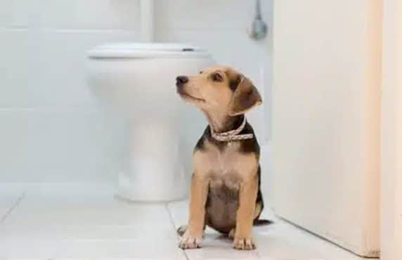 Dog Poo: Unveiling the Clues into Canine Health