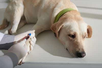pancreatitis in dogs signs and symptoms