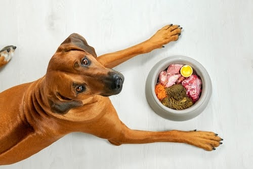 Detoxing Dogs Naturally: An Expert Guide to Restoring Canine Health