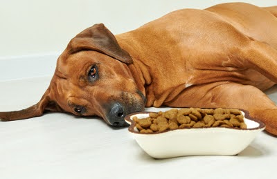 dog pancreatitis and diet