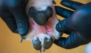 Atopic Dermatitis in Dogs: Symptoms, Treatment, and Natural Remedies