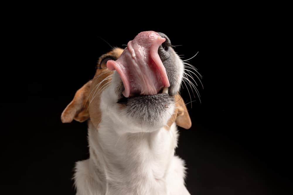 dogs and dehydration
