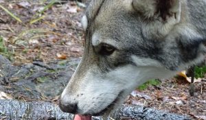 Dog Hydration: Expert Tips for Optimal Canine Health