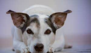 Dog Behaviour: The Hidden Influence of Nutrition on Your Dog’s Mood