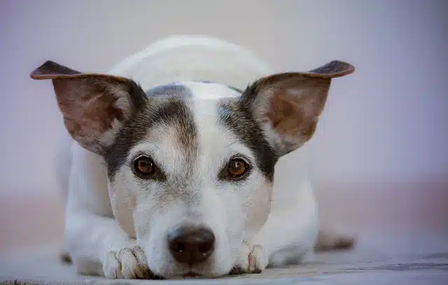 Dog Behaviour: The Hidden Influence of Nutrition on Your Dog’s Mood