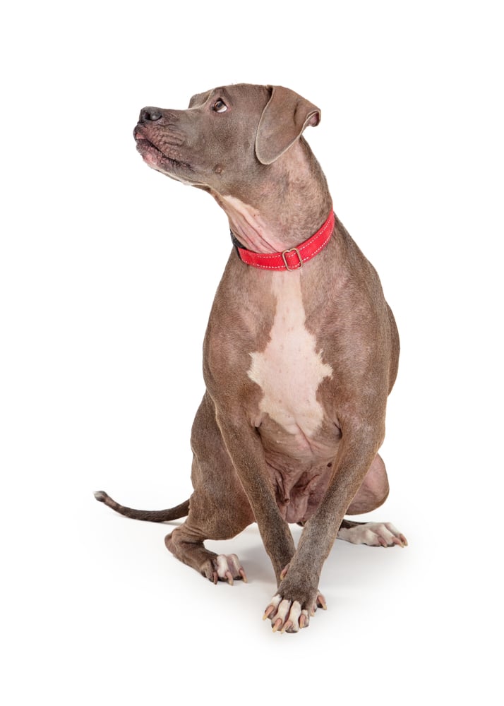 secrets to dog gut health