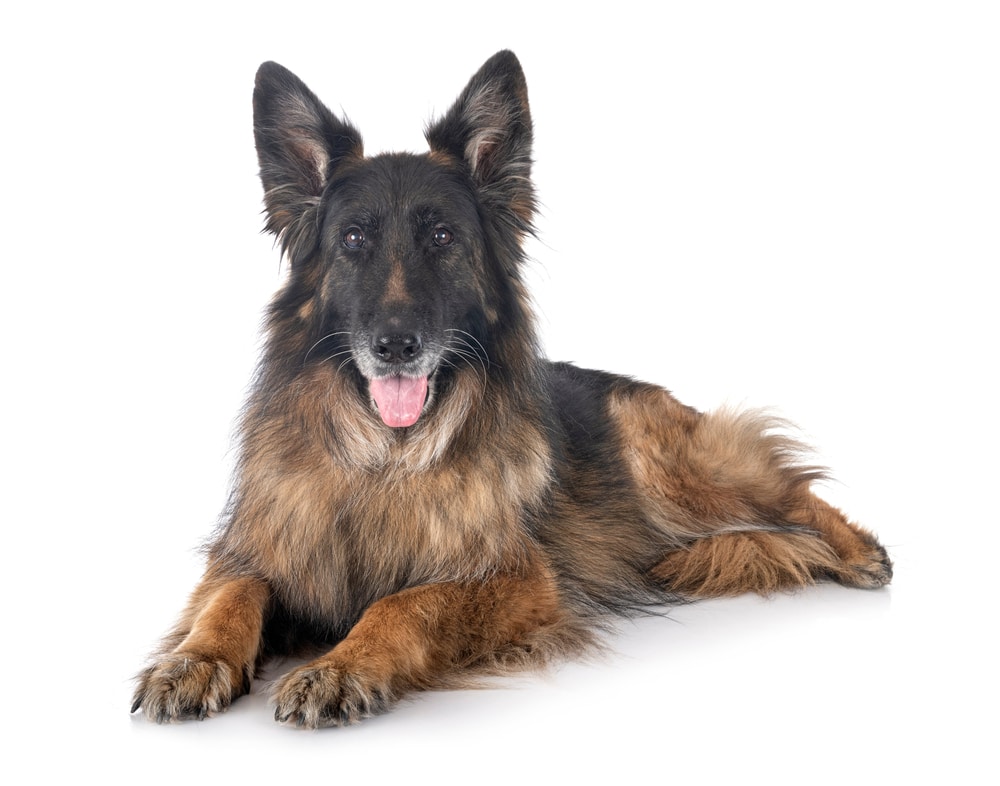 recognising worms in dogs