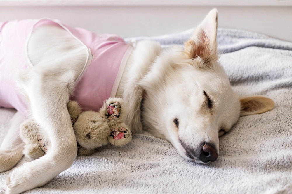 female dogs