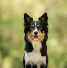 The Secrets of Dog Gut Health: Essential Tips and Insights