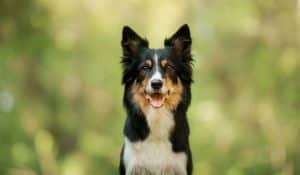 The Secrets of Dog Gut Health: Essential Tips and Insights